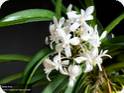 Neostylis Lou Sneary White